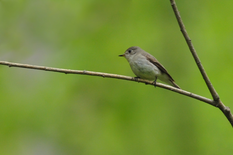 コサメビタキと他の鳥さん_f0053272_21311034.jpg