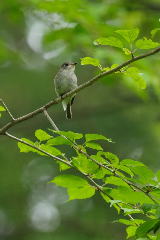 コサメビタキと他の鳥さん_f0053272_21321255.jpg