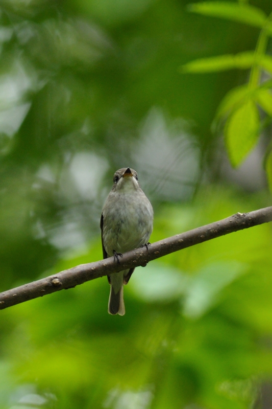 コサメビタキと他の鳥さん_f0053272_21334062.jpg