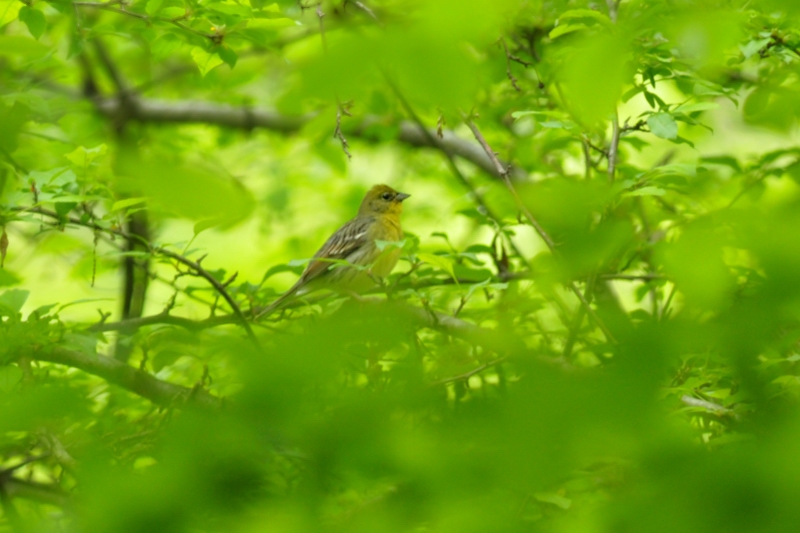 コサメビタキと他の鳥さん_f0053272_2136023.jpg