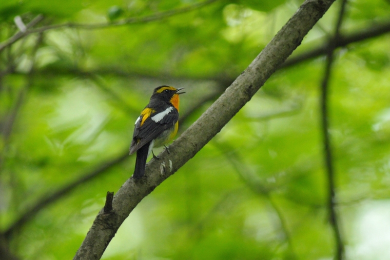 コサメビタキと他の鳥さん_f0053272_2137911.jpg