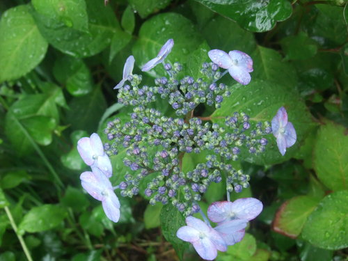 山紫陽花_d0230676_12131952.jpg