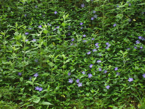 摘み草御膳を楽しむ会_d0182179_21501932.jpg