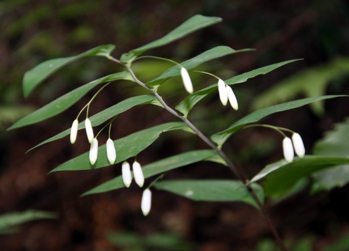 金剛山の植物たち１　林縁のミヤマナルコユリ　・・・_c0144185_20352280.jpg