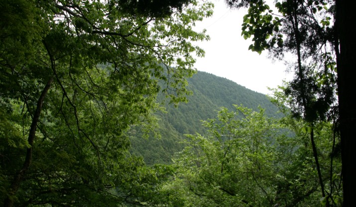 金剛山の植物たち１　林縁のミヤマナルコユリ　・・・_c0144185_20411519.jpg