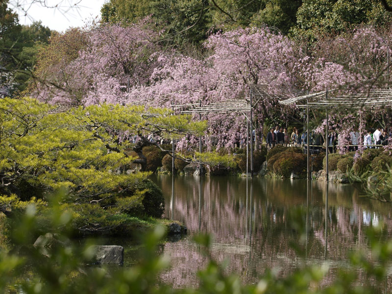 No.130　京都府　平安神宮　桜_b0120889_041545.jpg