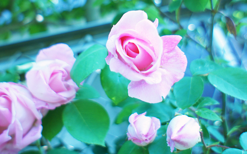 画像:800x500(写真のアスペクト比)_a0024690_19171142.jpg