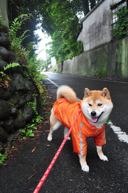 雨が降ったら・・・_a0126590_22485833.jpg