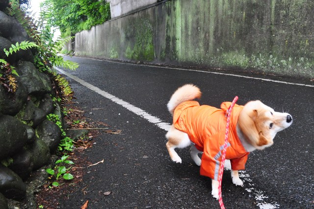 雨が降ったら・・・_a0126590_2251199.jpg