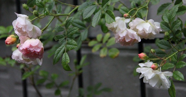 a0123003_0135143.jpg