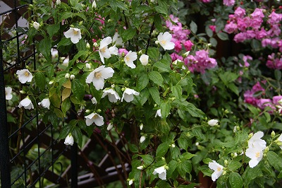 a0123003_083930.jpg
