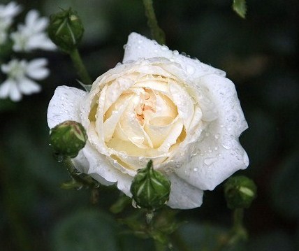 a0123003_23565861.jpg