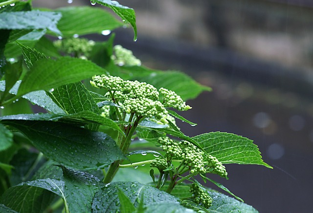e0039703_2215642.jpg