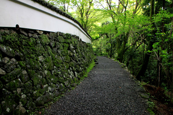 栂ノ尾 高山寺 青もみじ_e0048413_12282457.jpg