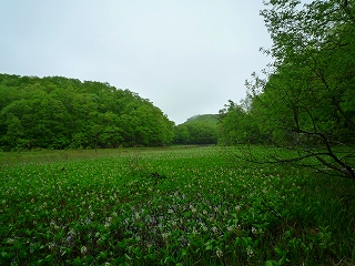 今朝の矢ノ原湿原_c0189218_9442243.jpg