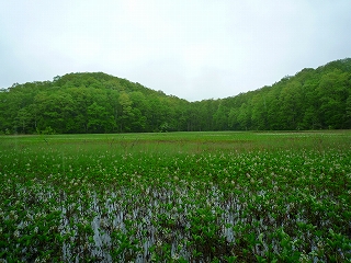 今朝の矢ノ原湿原_c0189218_944871.jpg