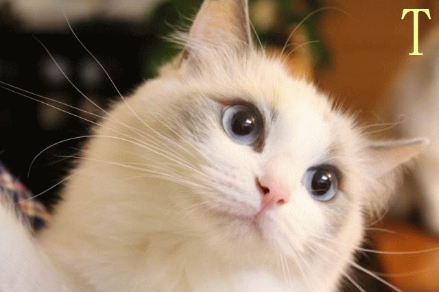 e0214720_1425453.gif