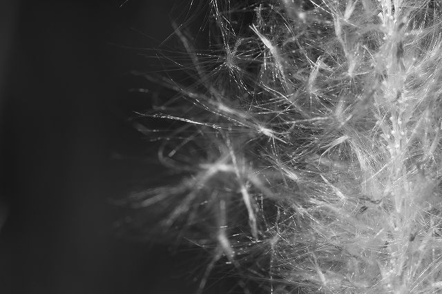 d0147321_938267.jpg