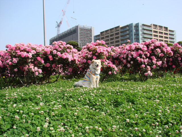 f0035927_11594823.jpg