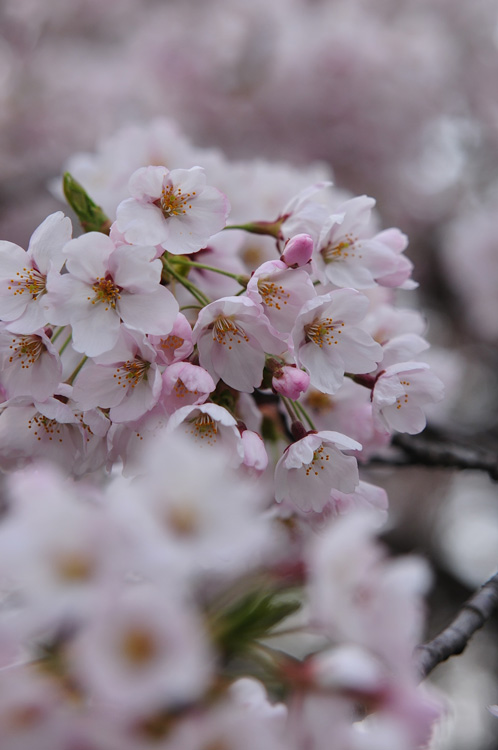 2011桜　④_f0116528_1937155.jpg