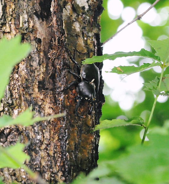 サラサヤンマの羽化　他　in栃木県20110528②_a0126632_21112019.jpg