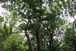 春季・石垣/西表キャンプ(8)_d0010432_1317153.jpg