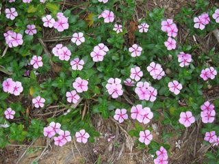 春季・石垣/西表キャンプ(9)_d0010432_1452741.jpg