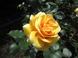 f0038336_8314153.jpg