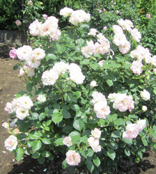 f0038336_8351771.jpg