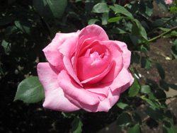 f0038336_8355189.jpg