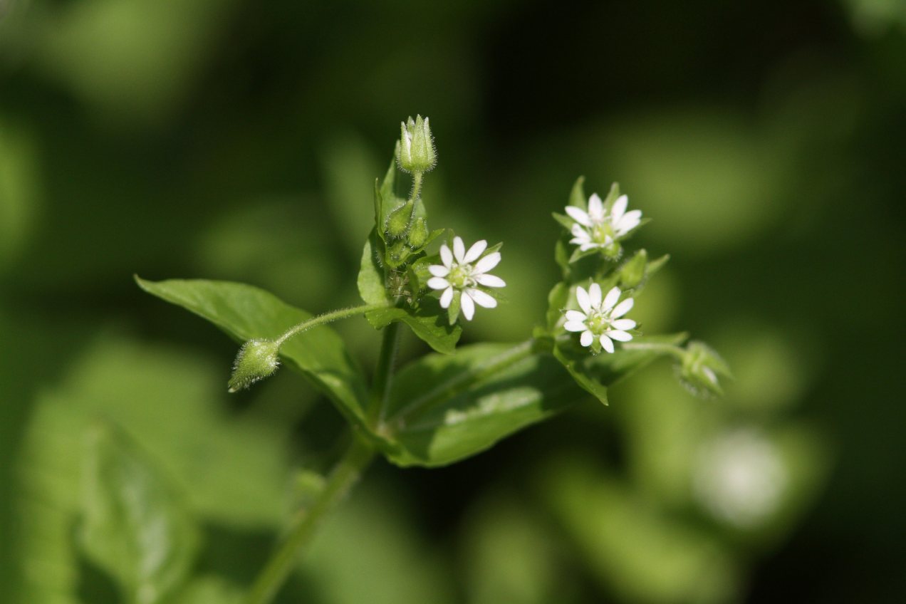 野の花_c0172139_2147159.jpg