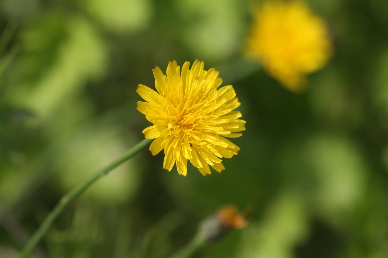 野の花_c0172139_22483466.jpg