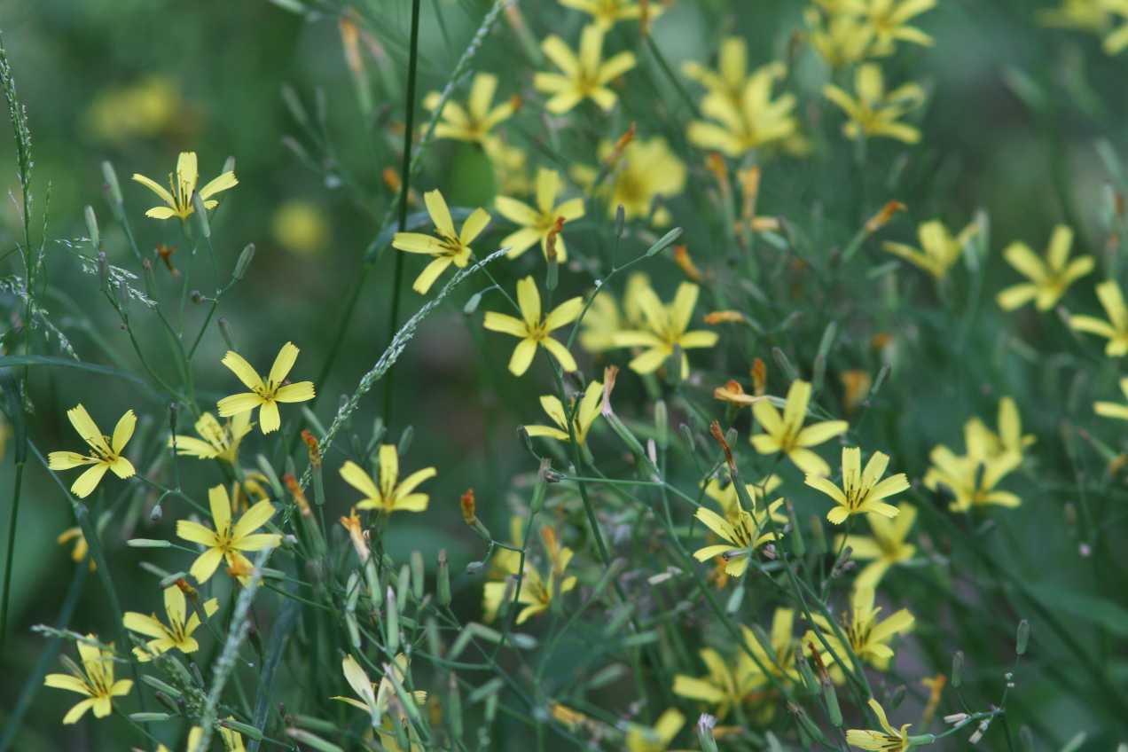 野の花_c0172139_2291192.jpg