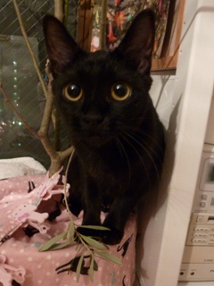 オリーブ枝落とし猫 ろった編。_a0143140_19541571.jpg