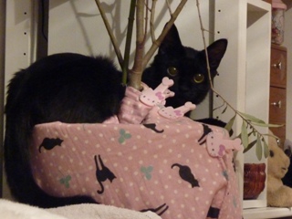 オリーブ枝落とし猫 ろった編。_a0143140_2001149.jpg