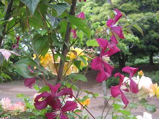 a0139242_812220.jpg