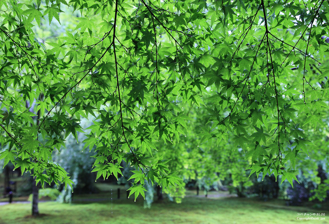 五月雨にある、もみじ_c0009042_19335062.jpg