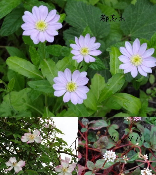 今日の庭_d0165645_20295142.jpg