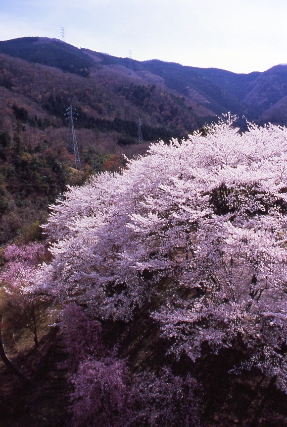 “ぼちぼち”もそこそこにしないと・・・_b0210250_2132358.jpg