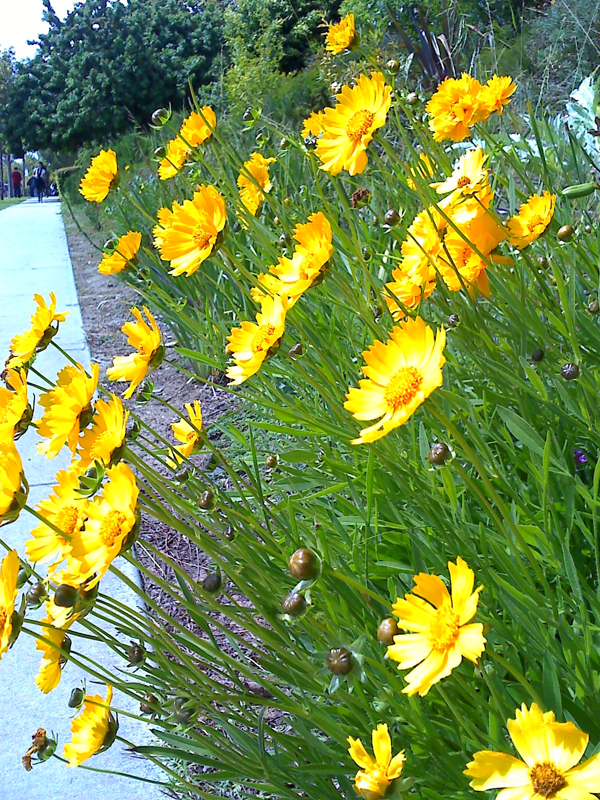 c0121264_17515174.jpg