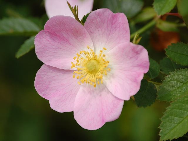 ロサ カニナ 新 四季の花