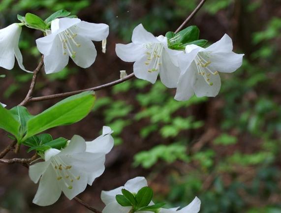 5月31日 火 の山 カモシカクラブ 5月31日 火 の山 カモシカクラブ