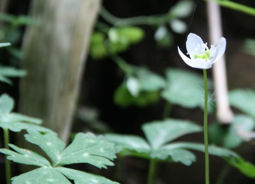 金剛山の植物たち１　林縁のミヤマナルコユリ　・・・_c0144185_10365274.jpg