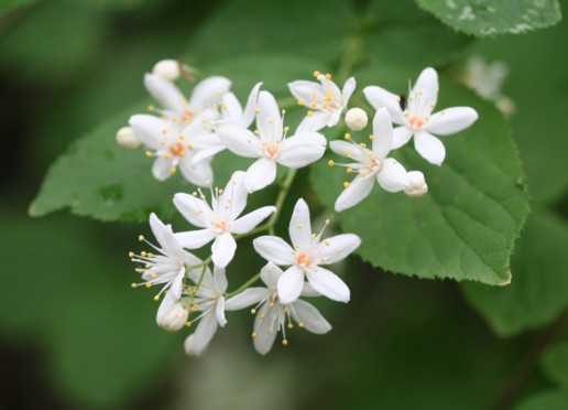 金剛山の植物たち１　林縁のミヤマナルコユリ　・・・_c0144185_14291226.jpg