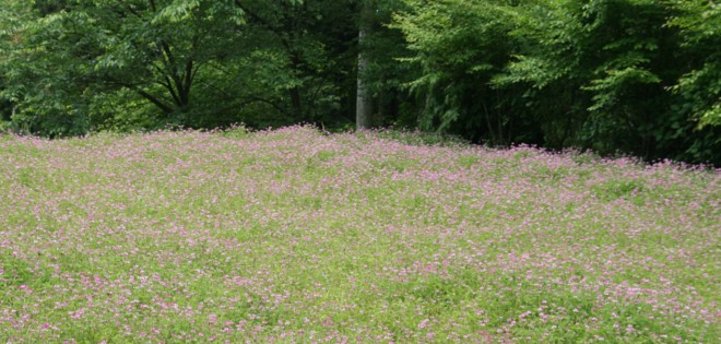 金剛山の植物たち１　林縁のミヤマナルコユリ　・・・_c0144185_7263349.jpg