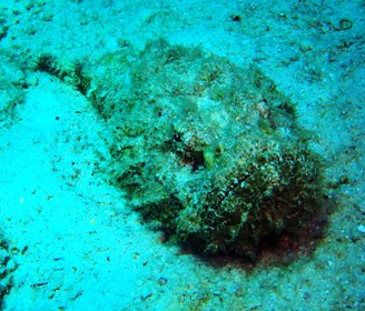 ラチャヤイ島で!_f0144385_208516.jpg