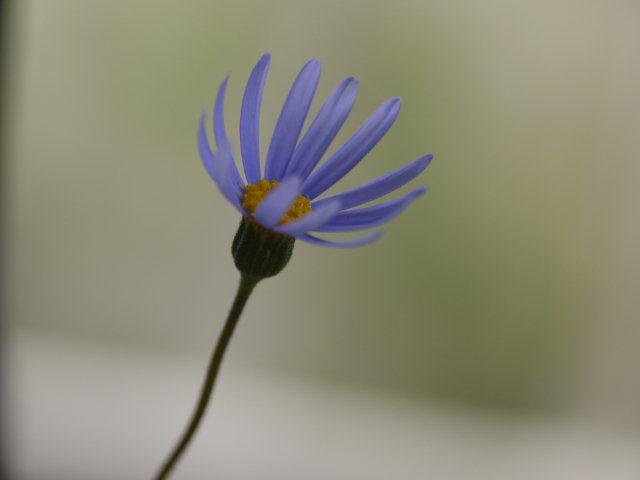 雨ですね、ベランダの花もしっとり。。。_b0175688_16304890.jpg