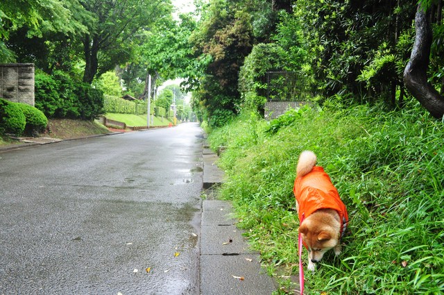 雨が降ったら・・・_a0126590_0462940.jpg