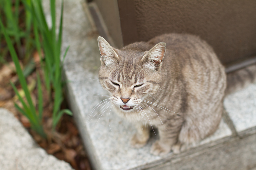 広島の猫#881_c0191394_19543422.jpg