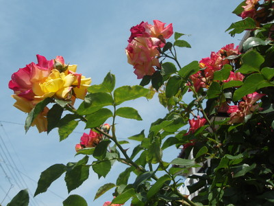 a0207196_2274514.jpg